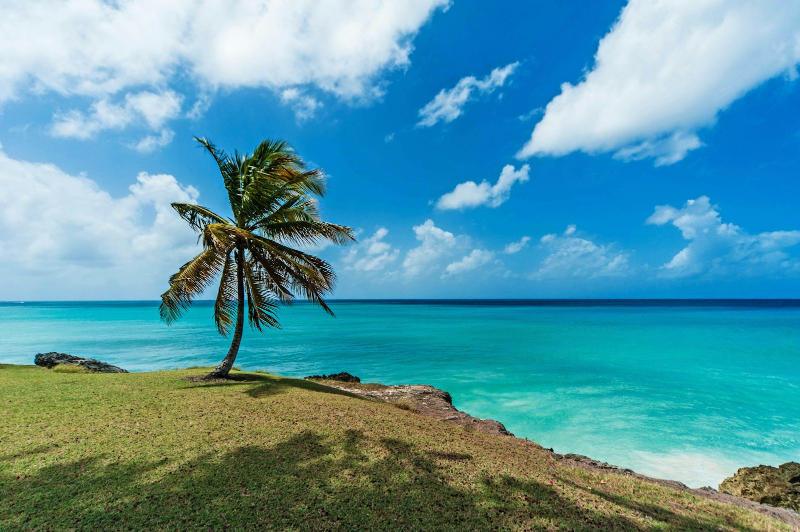 Lone coconut palm on a grassy cliff above a turquoise sea on the Barbados coast